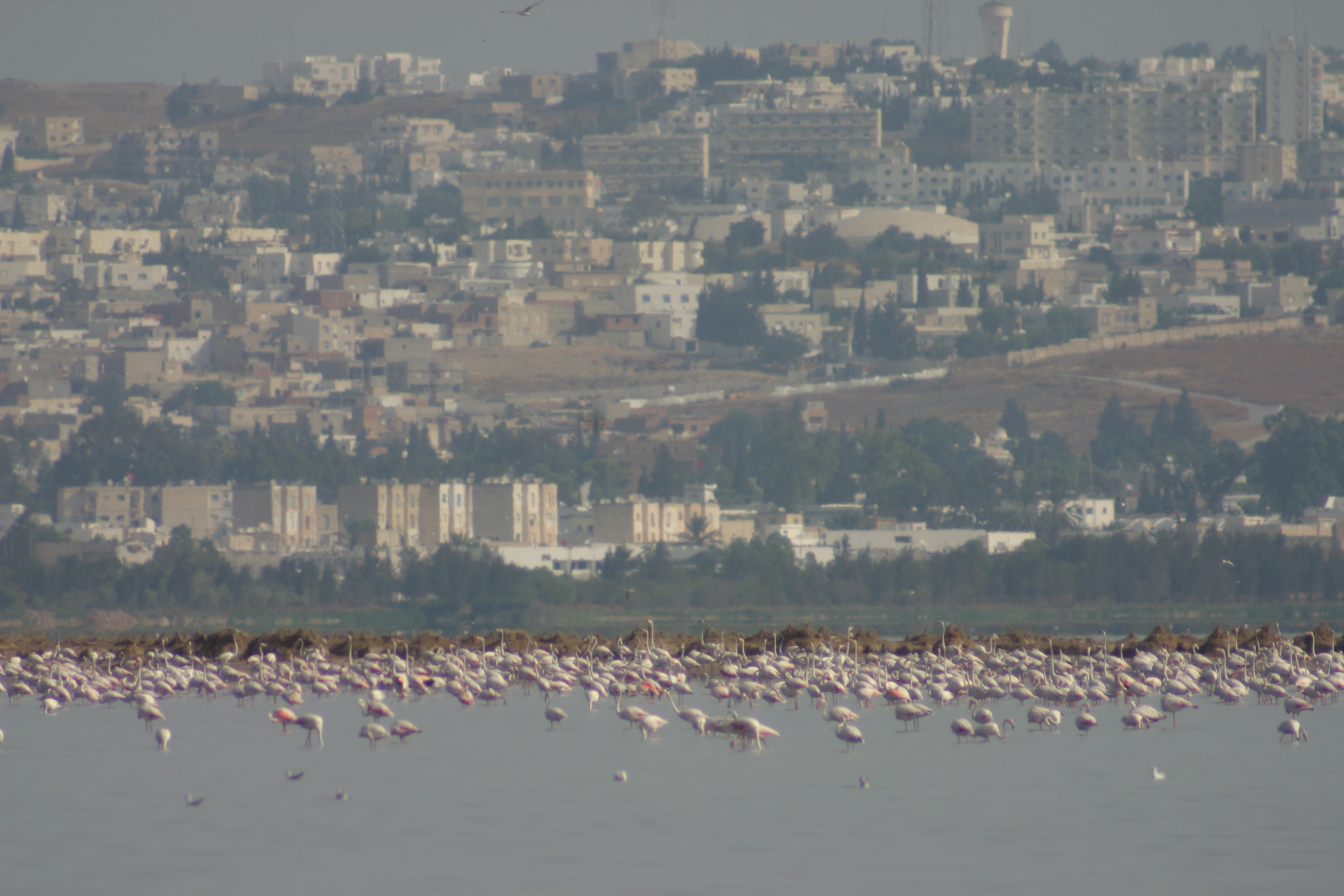 sebkhet sejoumi -Flamant rose 